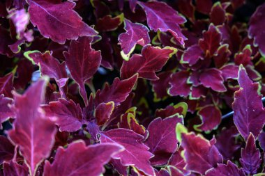 Bahar bahçesinde Yeşil İpuçlarıyla Mor Yapraklar