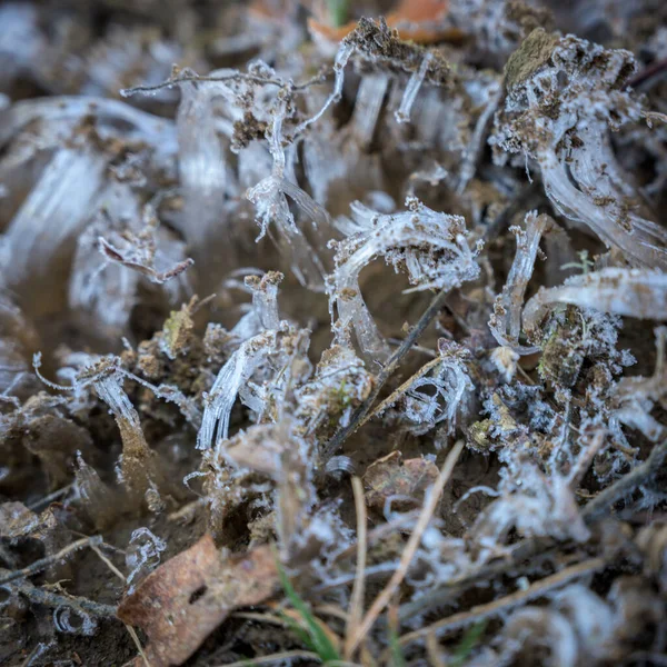 Aguja Hielo Dispara Fuera Tierra Ahumados —  Fotos de Stock