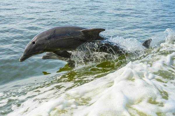 Coppia Delfini Saltare Parallelo Accanto Barca Movimento — Foto Stock