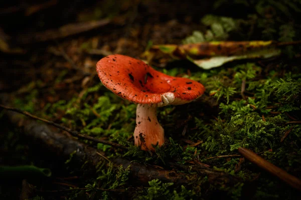 Piscines Eau Dans Les Petits Champignons Sur Sol Forestier — Photo