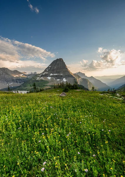 Wild Flowers Bear Hat Mountain Glacier Mountains — Stock fotografie