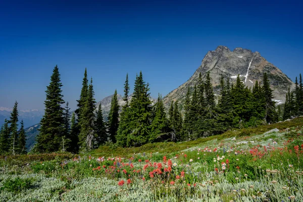 Wildflowers in Field Below Mountain in North Cascades wilderness