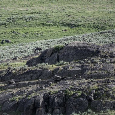 Siyah Kurt, Rocky 'de Lamar Vadisi' nde geziniyor.