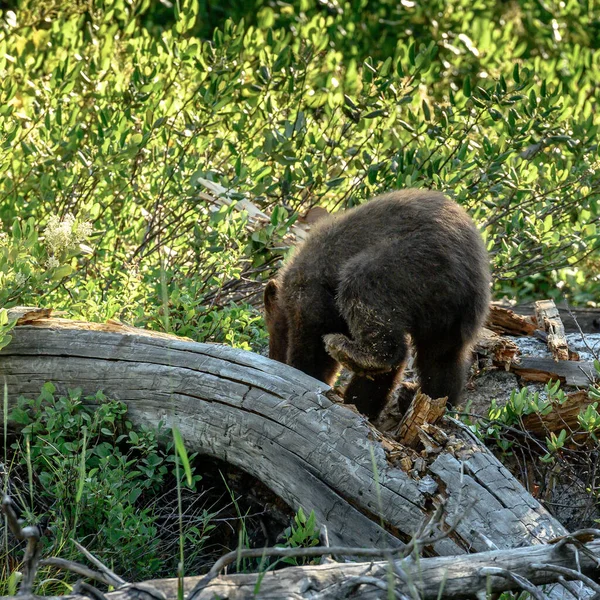 Bear Cub Balance Καθώς Σκάβει Μέσα Από Πεσμένο Δέντρο — Φωτογραφία Αρχείου