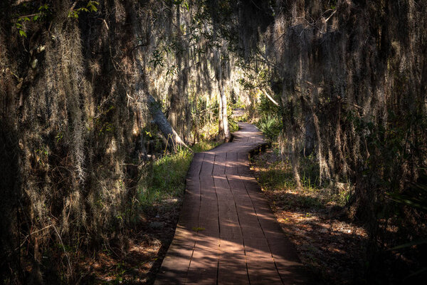 Boardwalk Snakes Through Thick Swamp in New Orleans bayou