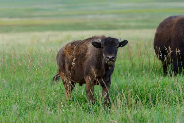 Young Bison Chews Blade Grass Summer Field — Stock Photo, Image