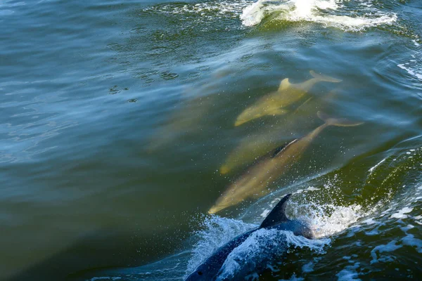 Delfin Pod Surfing Poniżej Fala Łodzi — Zdjęcie stockowe