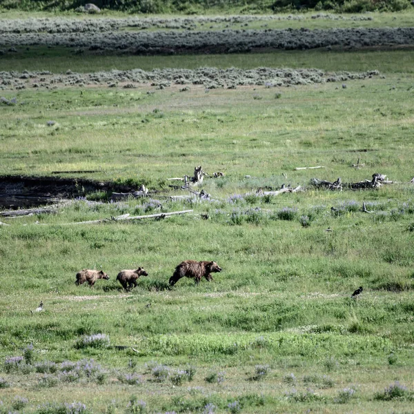 Grizzly Bear Och Cubs Kör Över Öppet Fält Yellowstone — Stockfoto