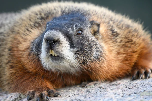 Marmotte Visage Avec Dents Tordues Assis Sur Rocher — Photo