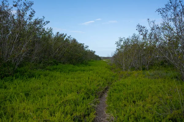 Pickleweed Hangs Narrow Trail Everglades — Stok Foto