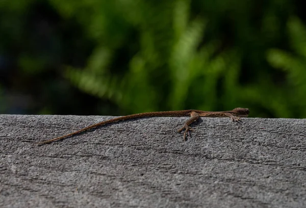 Petit Lézard Sur Rambarde Dans Marais Louisiane — Photo