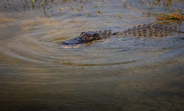 Aktív Alligator Spashes Vízbe Floridában Everglades — Stock Fotó