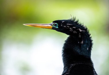 Mavi ve Yeşil Tüyler Etrafındaki Erkek Anahinga Gözü sola bakıyor