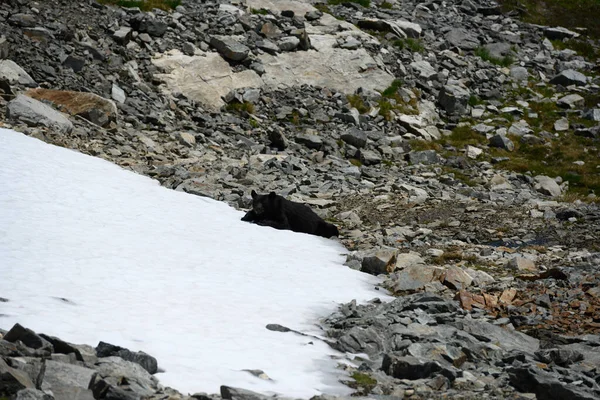 Черный Медведь Находит Прохладное Место Сфотографироваться Горах — стоковое фото