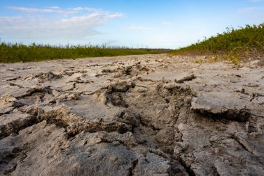 Kurumuş çamur çukuru Everglades 'te yaban otuyla çevrili.