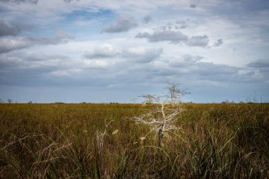 Everglades bozkırlarının Uzun Çimlerinde Cüce Cypress Duruyor