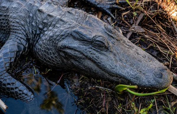 Close Van Slapen Alligator Genesteld Moerassige Grond — Stockfoto