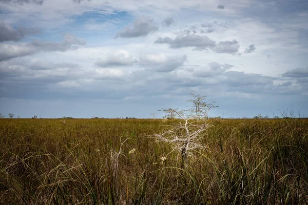 Cyprès Nain Arrête Dans Les Hautes Herbes Prairie Des Everglades — Photo