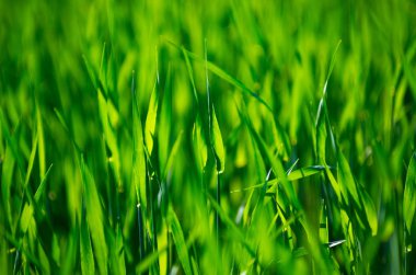 Bir tarladan yeşil çimen dokusu