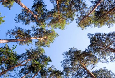 Güneşli bir günde yeşil orman arka planı