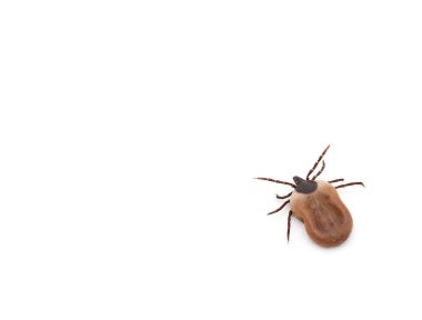 health danger - disease-carrier ticks clipart