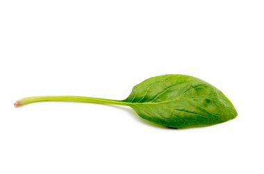 beyaz zemin üzerine yeşil ıspanak yaprağı