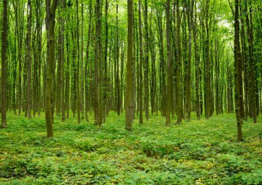 Yeşil ormanda güneş ışığı