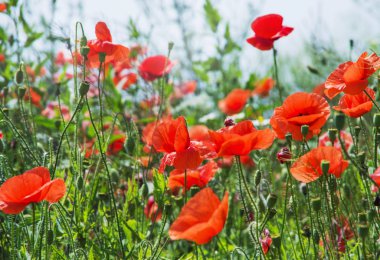 Kırmızı gelincikler yeşil alanda