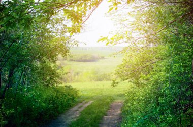 Yeşil ormanda yol
