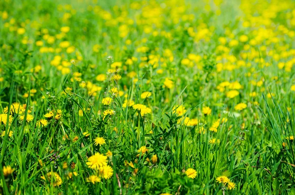 Pissenlit Sur Une Prairie Verte — Photo