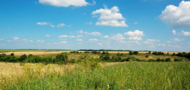 Çimenler ve mükemmel gökyüzü.