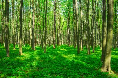 Yeşil ormanda güneş ışığı