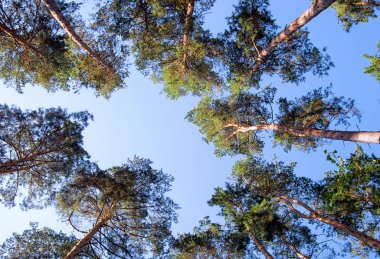 Güneşli bir günde yeşil orman arka planı
