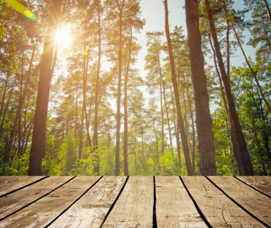 çam ormanı. Güzellik doğa arka plan