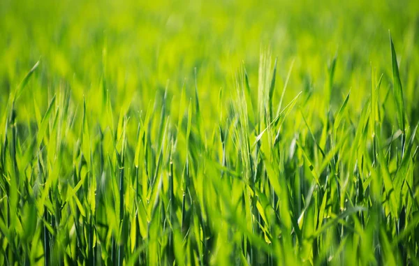 Green Grass Texture Field — Stock Photo, Image