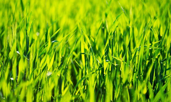 Зеленая текстура травы с поля — стоковое фото