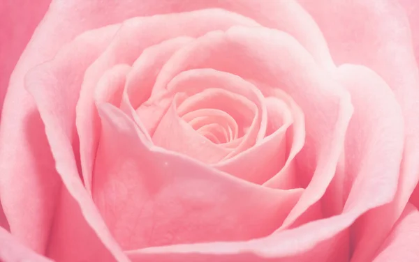 Zavřít makro broskvové růže — Stock fotografie