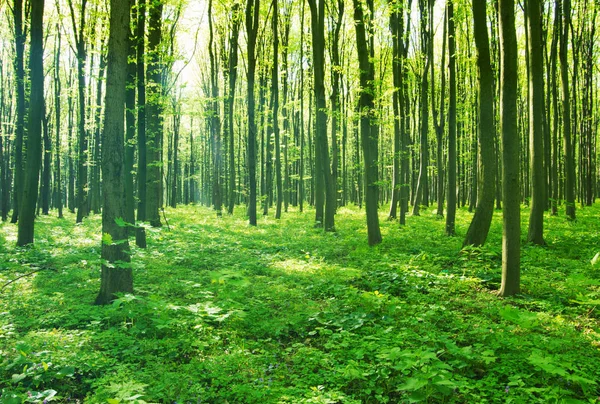 Yeşil Ormanda Güneş Işığı — Stok fotoğraf