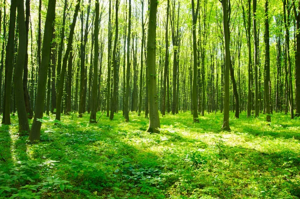 Yeşil Ormanda Bir Patika Var — Stok fotoğraf