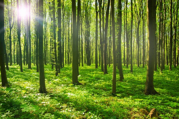 Yeşil ormanda güneş ışığı — Stok fotoğraf