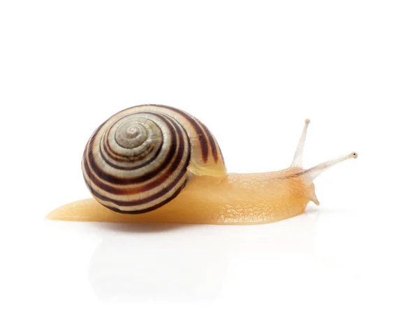 Schnecke auf weißem Hintergrund. Makro — Stockfoto