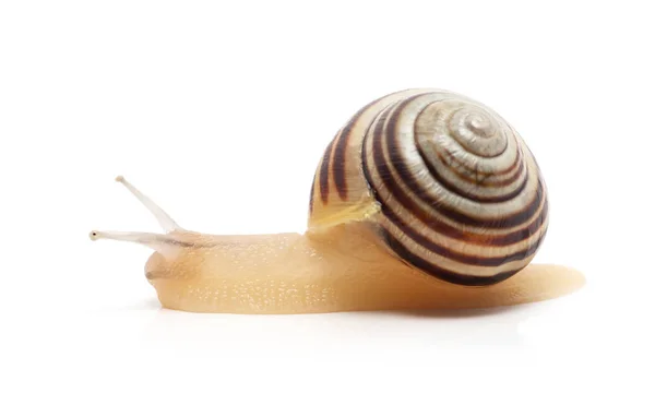 Schnecke auf weißem Hintergrund. Makro — Stockfoto