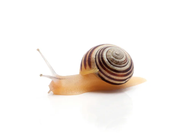 Schnecke auf weißem Hintergrund. Makro — Stockfoto