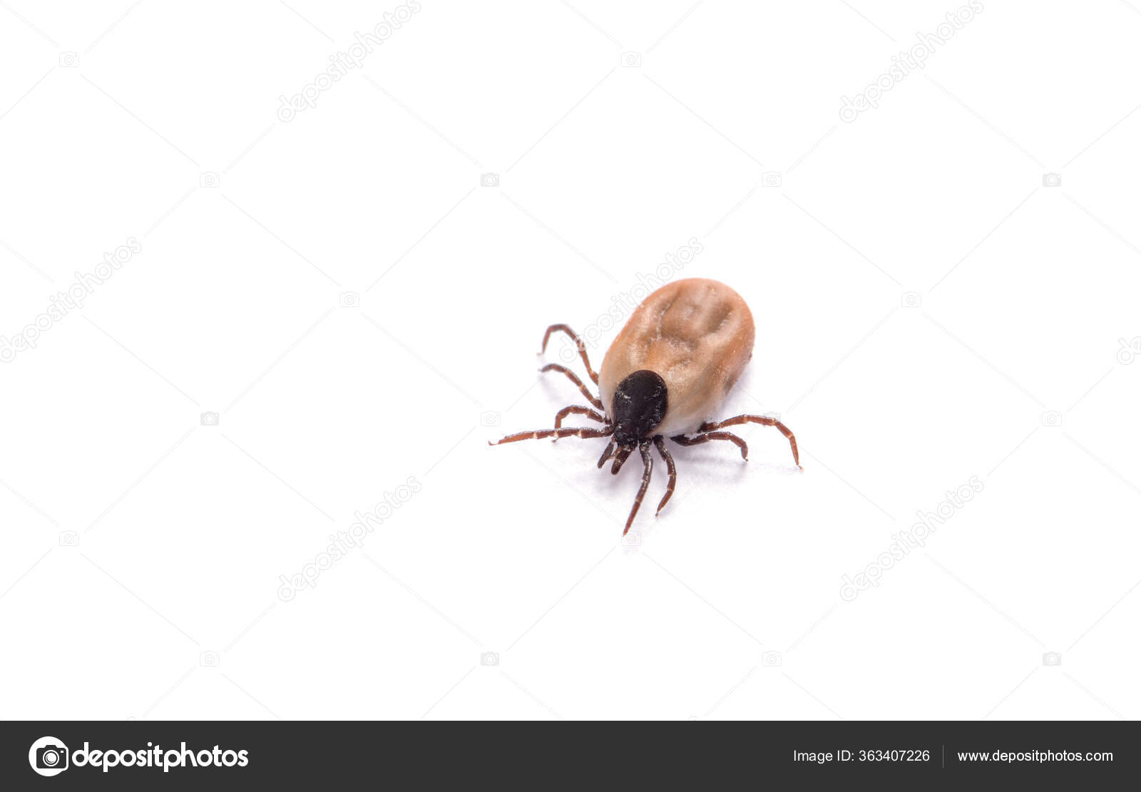 Ectoparasites Pictures Ectoparasites Stock Photos Images Depositphotos Ectoparasites Pictures Ectoparasites Stock Photos Images Depositphotos