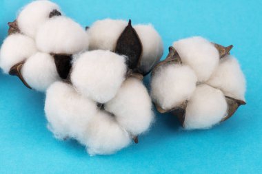 Renkli arkaplanda pamuk çiçekleri