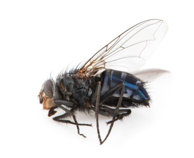 Ölü Sinek izole beyaz arkaplan.