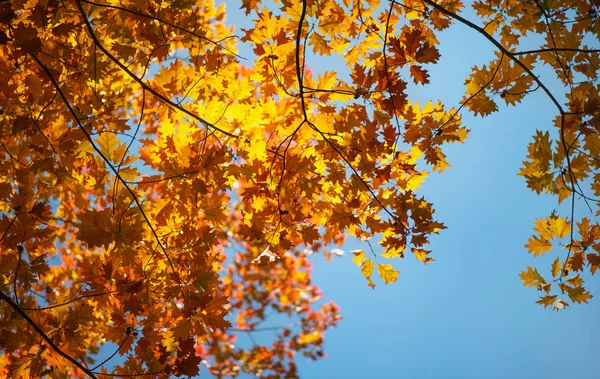 Belas Folhas Outono Coloridas — Fotografia de Stock