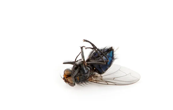 Dead Fly Изолированный Белый Фон — стоковое фото