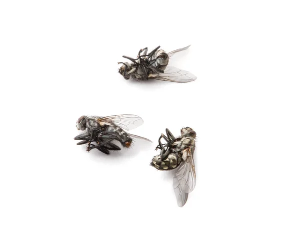 Dead Fly Ізольований Білий Фон — стокове фото
