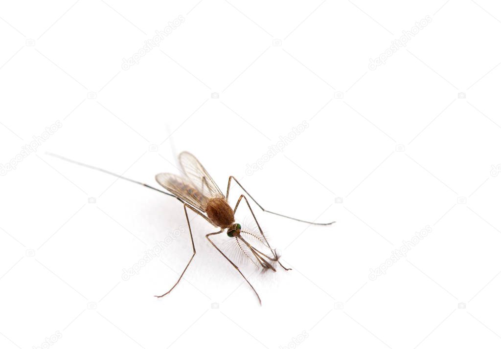 Macro of Mosquito isolated on white.